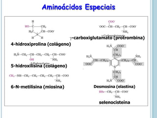 4-hidroxiprolina (colágeno)
5-hidroxilisina (colágeno)
6-N-metilisina (miosina)
-carboxiglutamato (protrombina)
Desmosina (elastina)
selenocisteína
Aminoácidos Especiais
 