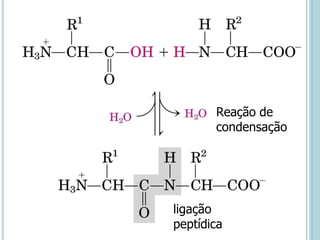 Reação de
condensação
ligação
peptídica
 