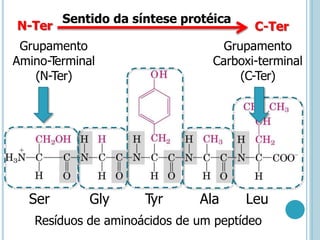 Grupamento
Amino-T
erminal
(N-Ter)
Grupamento
Carboxi-terminal
(C-Ter)
Ser Gly Tyr Ala Leu
Resíduos de aminoácidos de um peptídeo
Sentido da síntese protéica
N-Ter C-Ter
 