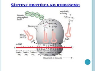 SÍNT ES E PROTÉICA NO RIBOSSOMO
 