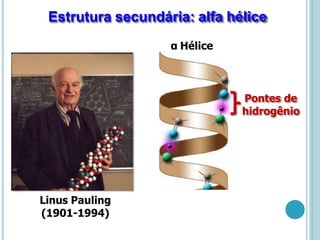 α Hélice
Pontes de
hidrogênio
Linus Pauling
(1901-1994)
Estrutura secundária: alfa hélice
 