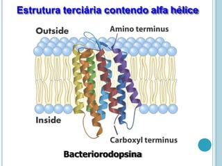 Bacteriorodopsina
Estrutura terciária contendo alfa hélice
 