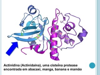 Actinidina (Actinidaina), uma cisteína protease
encontrada em abacaxi, manga, banana e mamão
 