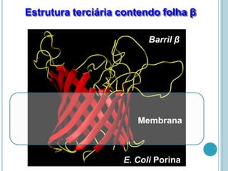Estrutura terciária contendo folha β
E. Coli Porina
Barril β
Membrana
 