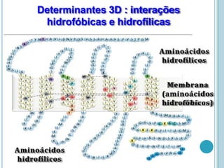 Determinantes 3D : interações
hidrofóbicas e hidrofílicas
Aminoácidos
hidrofílicos
Membrana
(aminoácidos
hidrofóbicos)
Aminoácidos
hidrofílicos
 