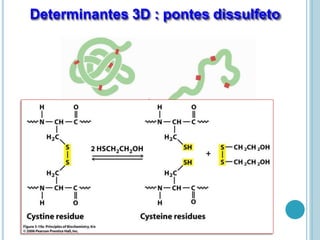 Determinantes 3D : pontes dissulfeto
 