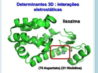 (70 Aspartato) (31 Histidina)
lisozima
Determinantes 3D : interações
eletrostáticas
 