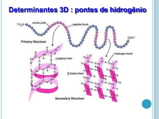Determinantes 3D : pontes de hidrogênio
 