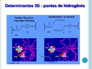 Determinantes 3D : pontes de hidrogênio
 