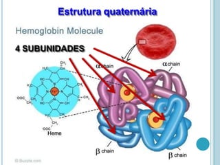 Estrutura quaternária
4 SUBUNIDADES
 