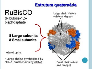 Estrutura quaternária
8 Large subunits
8 Smal subunits
 