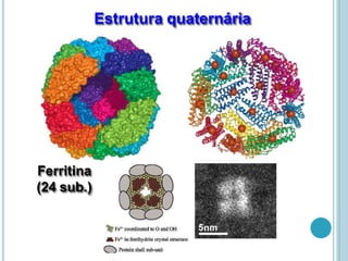 Ferritina
(24 sub.)
Estrutura quaternária
 