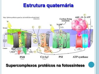Supercomplexos protéicos na fotossíntese
Estrutura quaternária
 