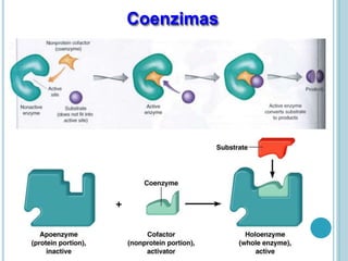 Coenzimas
 