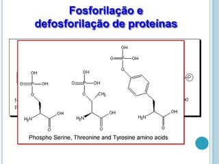 Fosforilação e
defosforilação de proteínas
 