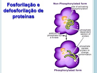 Fosforilação e
defosforilação de
proteínas
 