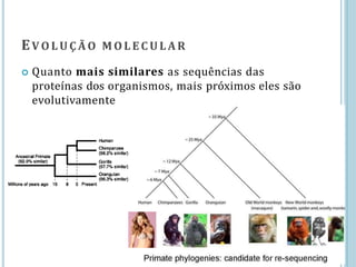 EV O L U Ç Ã O M O L E C U L A R
 Quanto mais similares as sequências das
proteínas dos organismos, mais próximos eles são
evolutivamente
 