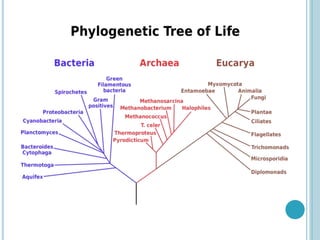 Aminoácidos-peptídeos-e-proteínas.pptx