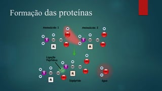 Formação das proteínas
 
