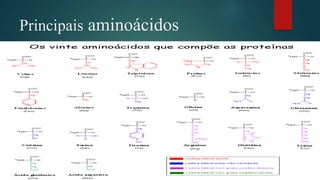 Principais aminoácidos
 