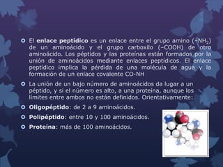 El enlace peptídico es un enlace entre el grupo amino (–NH2)
de un aminoácido y el grupo carboxilo (–COOH) de otro
aminoácido. Los péptidos y las proteínas están formados por la
unión de aminoácidos mediante enlaces peptídicos. El enlace
peptídico implica la pérdida de una molécula de agua y la
formación de un enlace covalente CO-NH
 La unión de un bajo número de aminoácidos da lugar a un
péptido, y si el número es alto, a una proteína, aunque los
límites entre ambos no están definidos. Orientativamente:
 Oligopéptido: de 2 a 9 aminoácidos.
 Polipéptido: entre 10 y 100 aminoácidos.
 Proteína: más de 100 aminoácidos.

 