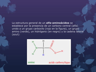 La estructura general de un alfa-aminoácidos se
establece por la presencia de un carbono central (alfa)
unido a un grupo carboxilo (rojo en la figura), un grupo
amino (verde), un hidrógeno (en negro) y la cadena lateral
(azul):

 
