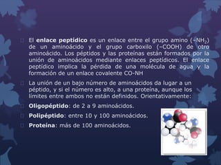  El enlace peptídico es un enlace entre el grupo amino (–NH2) 
de un aminoácido y el grupo carboxilo (–COOH) de otro 
aminoácido. Los péptidos y las proteínas están formados por la 
unión de aminoácidos mediante enlaces peptídicos. El enlace 
peptídico implica la pérdida de una molécula de agua y la 
formación de un enlace covalente CO-NH 
 La unión de un bajo número de aminoácidos da lugar a un 
péptido, y si el número es alto, a una proteína, aunque los 
límites entre ambos no están definidos. Orientativamente: 
 Oligopéptido: de 2 a 9 aminoácidos. 
 Polipéptido: entre 10 y 100 aminoácidos. 
 Proteína: más de 100 aminoácidos. 
 