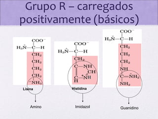 Grupo R – carregados
positivamente (básicos)

+ H
Lisina

Amino

Histidina

Imidazol

Guanidino

 