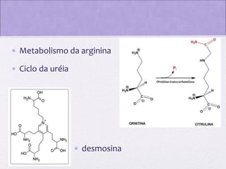 • Metabolismo da arginina
• Ciclo da uréia

• desmosina

 