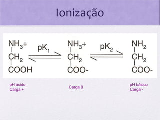 Ionização

pH ácido
Carga +

Carga 0

pH básico
Carga -

 