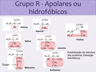 Grupo R - Apolares ou
hidrofóbicos
Glicina
Alanina

Prolina

Valina
Leucina

Estabilização da estrutura
das proteínas (interação
hidrofóbica)
Tioéter
Metionina
Isoleucina

 