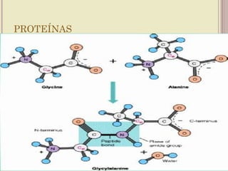 PROTEÍNAS
 