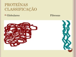 PROTEÍNAS
CLASSIFICAÇÃO
   Globulares   Fibrosas
 
