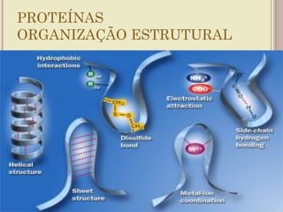 PROTEÍNAS
ORGANIZAÇÃO ESTRUTURAL
 