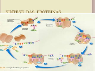 SINTESE DAS PROTEÍNAS
 