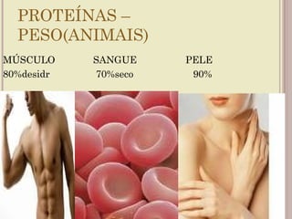 PROTEÍNAS –
  PESO(ANIMAIS)
MÚSCULO     SANGUE    PELE
80%desidr   70%seco    90%
 