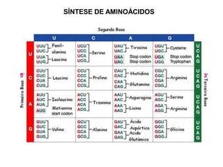 SÍNTESE DE AMINOÁCIDOS
 