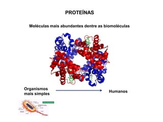 PROTEÍNAS
Moléculas mais abundantes dentre as biomoléculas
Organismos
mais simples
Humanos
 