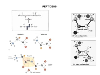 PEPTÍDEOS
 