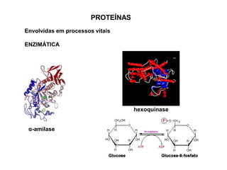 PROTEÍNAS
Envolvidas em processos vitais
ENZIMÁTICA
α-amilase
hexoquinase
 