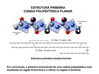 ESTRUTURA PRIMÁRIA
CADEIA POLIPEPTÍDICA PLANAR
Estrutura primária insulina bovina
Por convenção, o primeiro aminoácido de uma cadeia polipeptídica está
localizado na região N-terminal e o último na região C-terminal.
 
