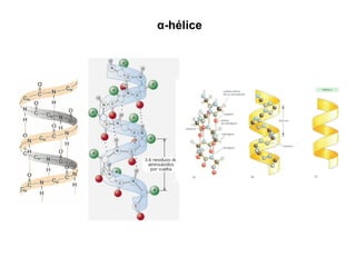 α-hélice
 