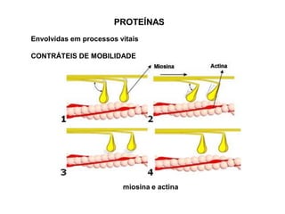 PROTEÍNAS
Envolvidas em processos vitais
CONTRÁTEIS DE MOBILIDADE
miosina e actina
 
