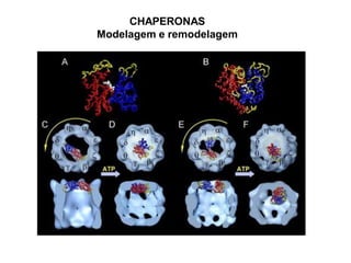 CHAPERONAS
Modelagem e remodelagem
 