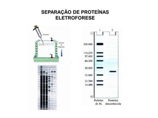 SEPARAÇÃO DE PROTEÍNAS
ELETROFORESE
 