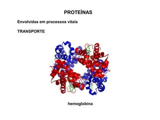 PROTEÍNAS
Envolvidas em processos vitais
TRANSPORTE
hemoglobina
 