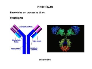PROTEÍNAS
Envolvidas em processos vitais
PROTEÇÃO
anticorpos
 