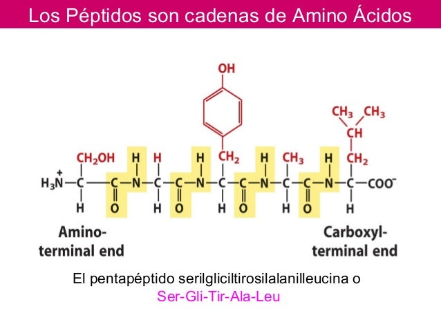 Peptido con 12 amino acidos para adelgazar
