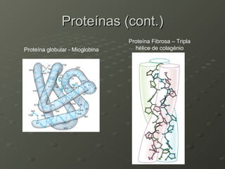 Proteínas (cont.) Proteína globular - Mioglobina Proteína Fibrosa – Tripla hélice de colagénio 