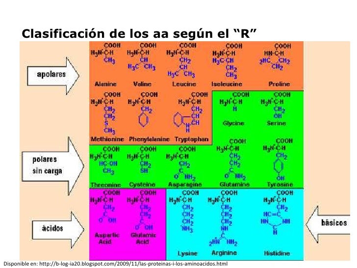 Aminoácidos y estructura primaria de las proteínas